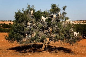 Warda Morocco Tours