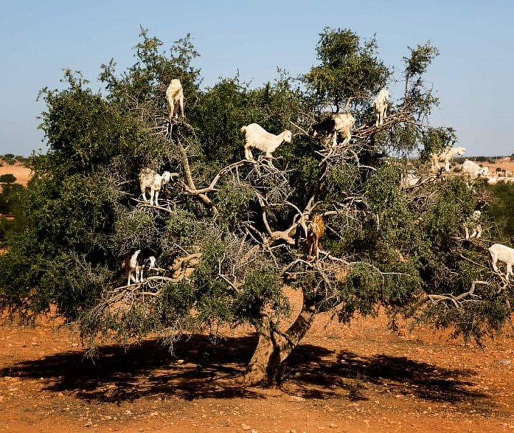 Warda Morocco Tours